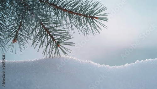 Frosty pine branch with snowy background and winter sky, closeup nature scene highlighting cold tranquility and seasonal beauty