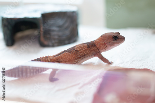 Close up of a Zulu morph African Fat-tailed Gecko (Hemitheconyx caudicinctus) showing distinctive arrow-shaped pattern.
