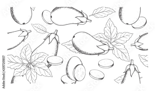 Hand drawn eggplant and leaves pattern white aubergine vegetable food