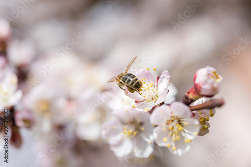 Rear View Macro of Honey Bee with Pollen on Apricot Blossom