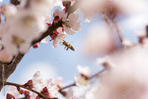 Honey Bee on Apricot Blossoms with Soft Bokeh Background