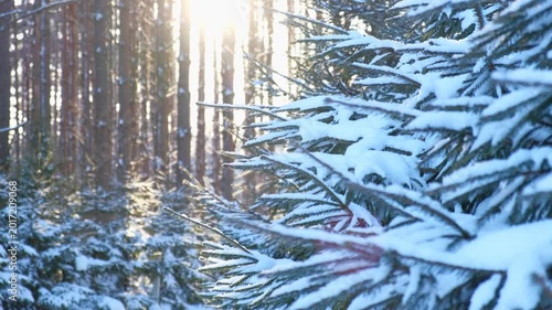 Real video. Frozen iced branches of tree against sun during sunny winter day. Macro close up view of branch covered by snow in a snowy forest. Plants in the wood at frosty weather. Nature landscape 4K