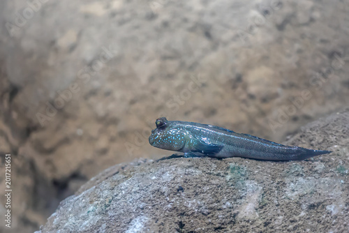 Schilderij op canvas Mudskipper fish resting on a rock in natural habitat for marine biology display