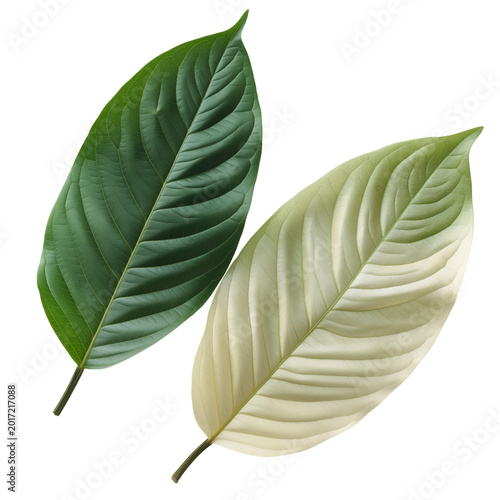 Two contrasting leaves green and cream isolated on transparent background for botanical and creative design