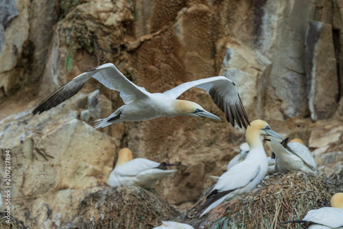 Foto Northern gannet (Morus bassanus)