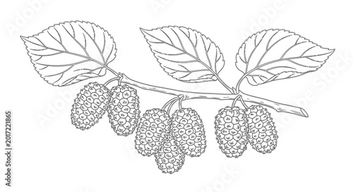 Line drawing of mulberry branch with leaves and ripe fruit on white background