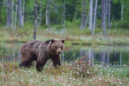 Canvas Print Brown bear, Ursus arctos