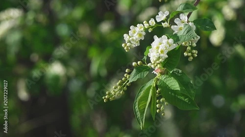 Bird cherry tree branch showcasing delicate white blossoms and green leaves, symbolizing renewal, growth, and the beauty of nature in springtime with a soft bokeh background
