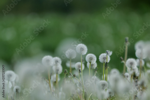 Obraz na plátne A lovely spring meadow, natural background