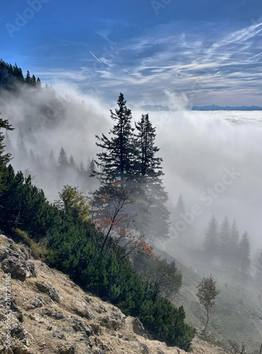 Zwei Nadelbäume zwischen Wolkenschwaden am Wildalpjoch, Alpen, Bayern, Deutschland