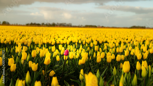Photos One single pink tulip standing out in a large field of yellow tulips