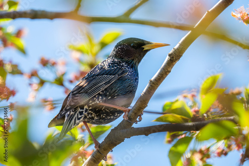 фотографія Bird resting on a branch surrounded by flowers in sunny weather during spring se
