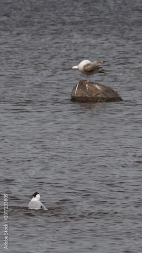 Black headed gull taking off from water with wings spread, dynamic bird action. Vertical