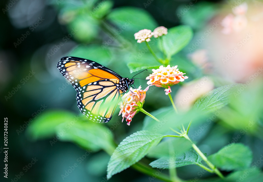 Obraz premium Monarch butterfly feeding on colorful lantana flowers, macro wildlife photography with bokeh background