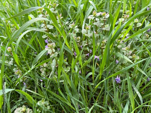 Photos Meadow green grass and purple wildflowers after rain.