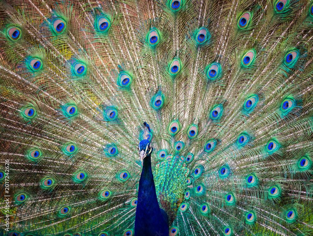 Fototapeta premium Male peacock displaying full fan of colorful tail feathers, vibrant wildlife portrait photography
