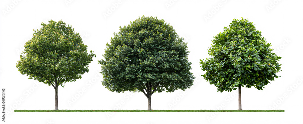 Fototapeta premium Group of Platanus acerifolia and Ficus carica street trees on a white backdrop