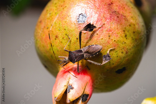 Dark Bed Bug, Leptoglossus Gonagra,  Cimex grallator and Theognis gonagra.The insect that causes the destruction of the pomegranate fruit.