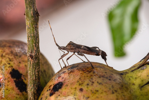 Dark Bed Bug, Leptoglossus Gonagra, Anisoscelles antica, Anisoscelles gonagra, Anisoscelis praecipua, Cimex gonagra gonagra,The insect that causes the destruction of the pomegranate fruit.