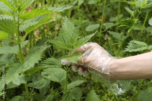 Photography Hand in plastic glove harvesting stinging nettle leaves