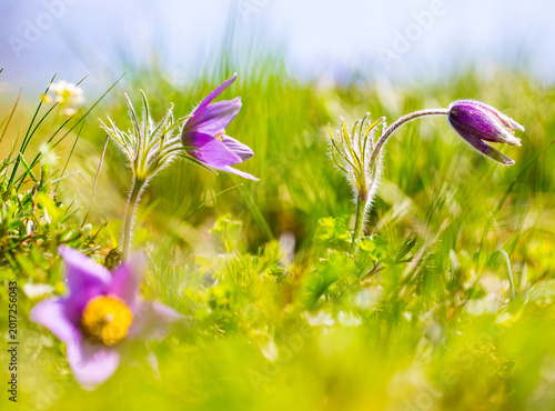 Konstfotografi Multiple pasque flowers Pulsatilla vulgaris blooming in spring meadow at Kaisers