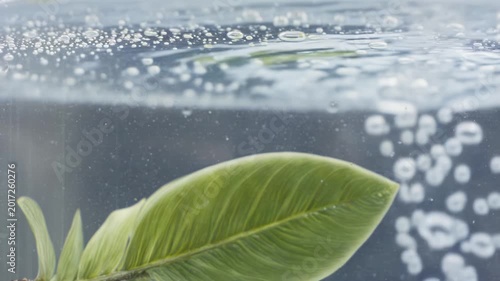 Green leaf submerged in clear water with bubbles rising, showcasing the natural beauty and fluid dynamics of aquatic plant life in a tranquil environment