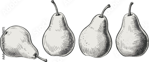 Foto Hand drawn pear vector set