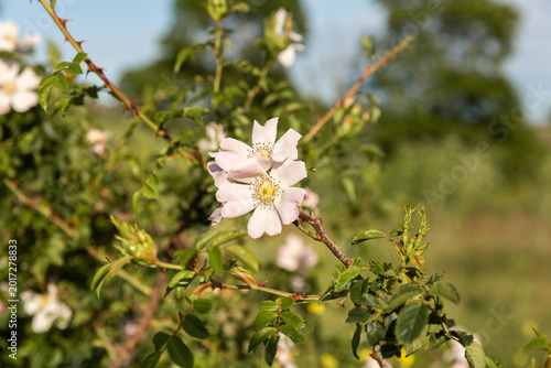 Gros plan sur des fleurs d'un rosier sauvage, pétales de couleur rose clair et cœur jaune, dominante d'herbes vertes en arrière-plan