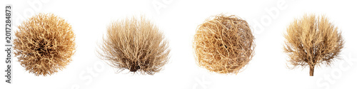 Four dry tumbleweeds and desert shrubs arranged in  row on  plain surface