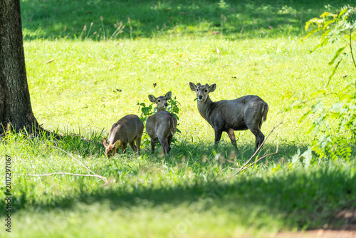 Eld's deers or brow-antlered deers standing on grass in Huai Kha Khaeng Wildlife Sanctuary in Thailand.