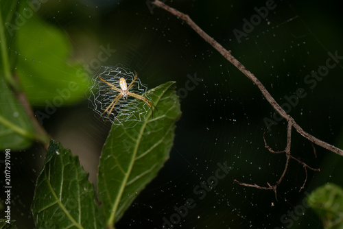 A spider and its web on green leaf in national park, Thailand.
