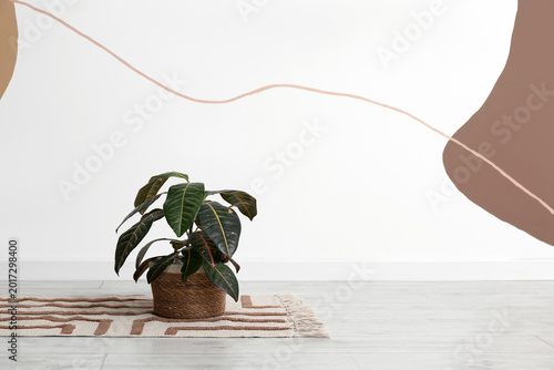 Plant on rug near color wal...