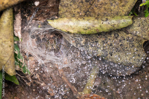A Lawn wolf spider standing on the ground with decayed leaves in forest.
