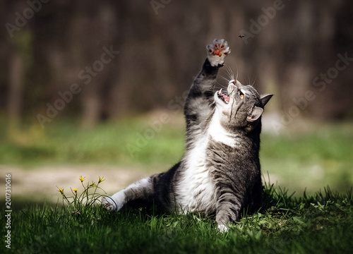 Tableau sur toile Tabby cat playing reaching for fly in grass