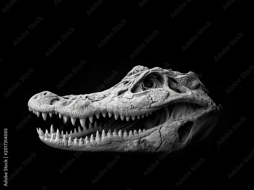 Fototapeta premium Fearsome crocodile skull in monochrome on black background