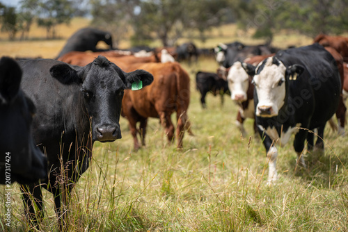 Photos Cows eating grass, grazing on pasture