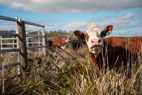Quadro su tela Cows eating grass, grazing on pasture