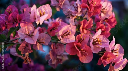 Vibrant Pink Bougainvillea Blossoms Against a Clear Blue Sky