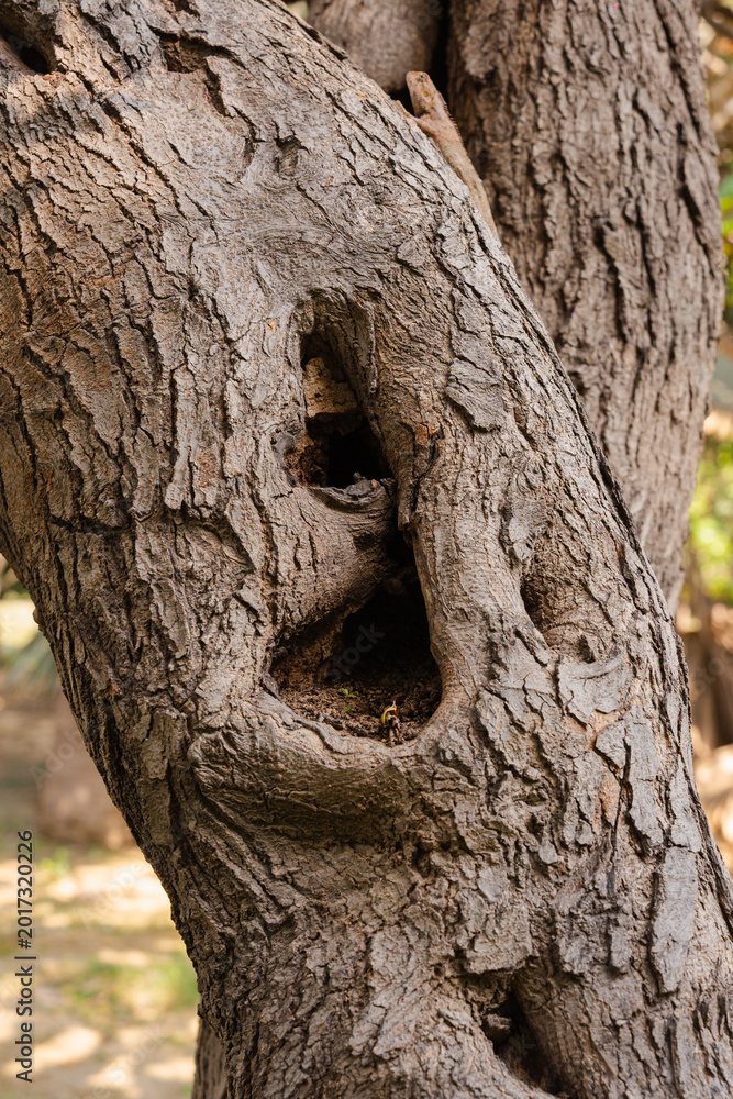 Obraz premium Close-up of textured tree bark with a natural hollow