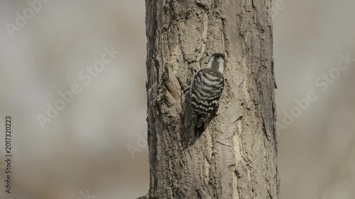 Japanese Pygmy Woodpecker Foraging on Tree Trunk 4K HDR 10-bit 0.5x