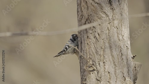 Japanese Pygmy Woodpecker Pecking Tree Trunk for Food in Nature 4K HDR