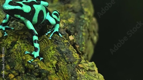 Close up of Black and Green Poison Dart Frog sitting and moving around a tree trunk in a shady place
