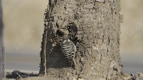 Japanese Pygmy Woodpecker Searching for Insects on Tree Bark 4K HDR