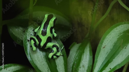 Close up of Black and Green Poison Dart Frog sitting and moving around a tree trunk in a shady place