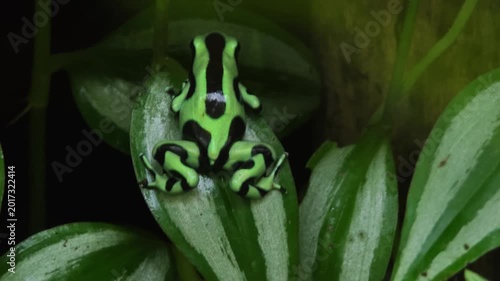 Close up of Black and Green Poison Dart Frog sitting and moving around a tree trunk in a shady place