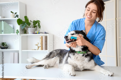 Veterinarian brushing Siberian Husky dog's teeth during dental hygiene proced...