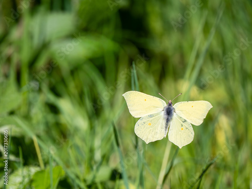 Tableau sur toile Male Brimstone Butterfly in Flight