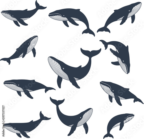 Foto Whales swimming in a circle Vector
