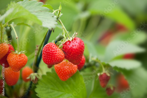 Strawberries growing on a plant