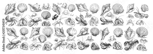 Vintage Hand Drawn Sea Life Collection With Shells Crabs Lobsters And Hermit Crabs On White Background